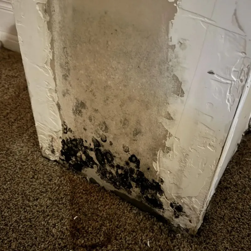 Professional Mold Removal in Saint James Parish, LA